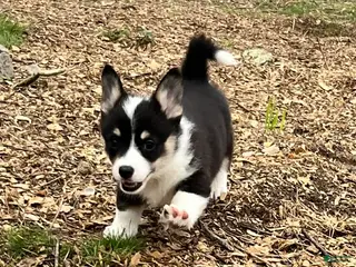 Mixed Breed dogs Female with tail - Ad 2