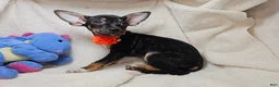 Chihuahua dogs for sale: Hawk-Eye (Tri-color) - Ad 1