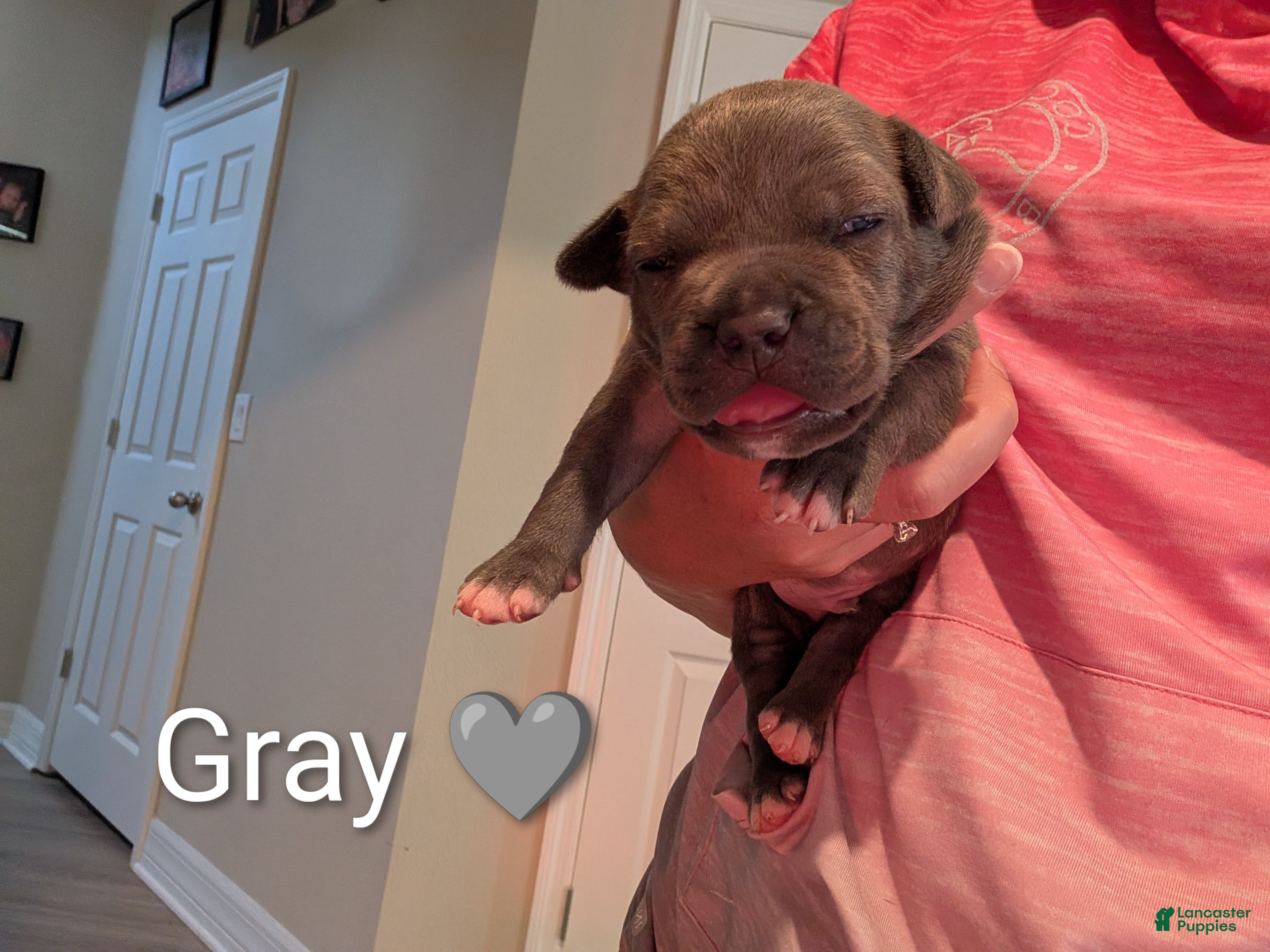 American Bully dogs American Bully 2 - Ad 2