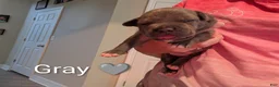 American Bully dogs for sale: American Bully 2 - Ad 2