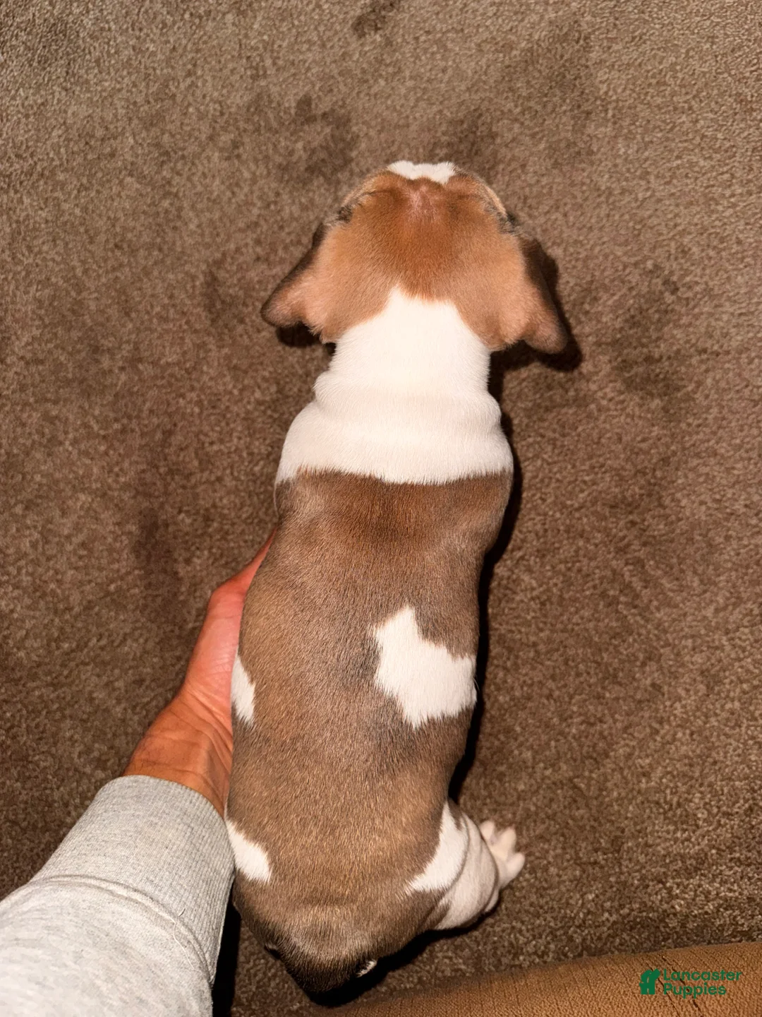 Mixed Breed dogs for sale: Brookie - Ad 2