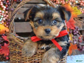 Yorkshire Terrier dogs Blitzen - Ad 2