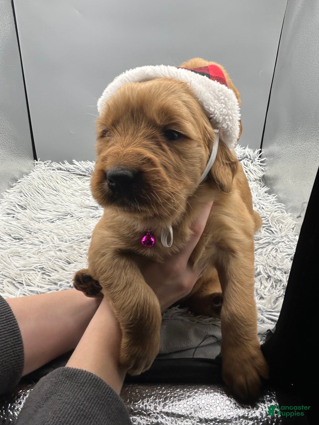 Golden Retriever dogs for sale: Golden Retriever Puppy - Stella - Ad 2