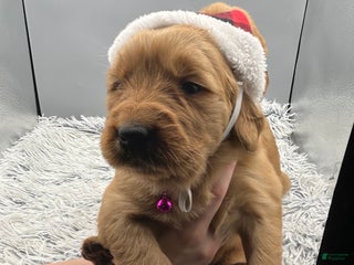 Golden Retriever dogs Golden Retriever Puppy - Stella - Ad 36