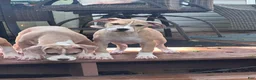 Mixed Breed dogs for sale: Delilah - Ad 4