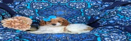 Cavapoo dogs for sale: Carlotta Hypoallergenic - Ad 4