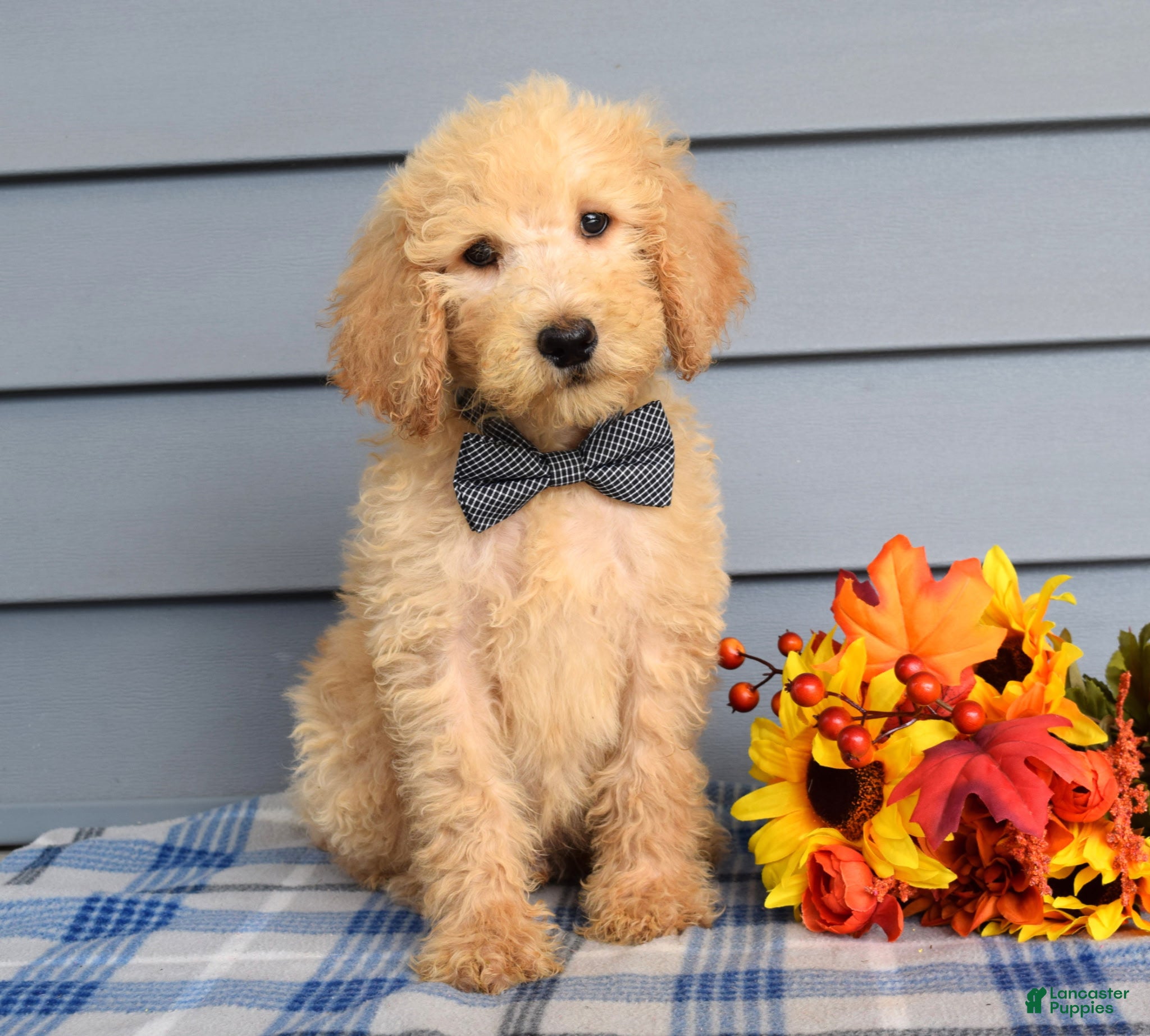 Goldendoodle dogs Otto - Ad 1