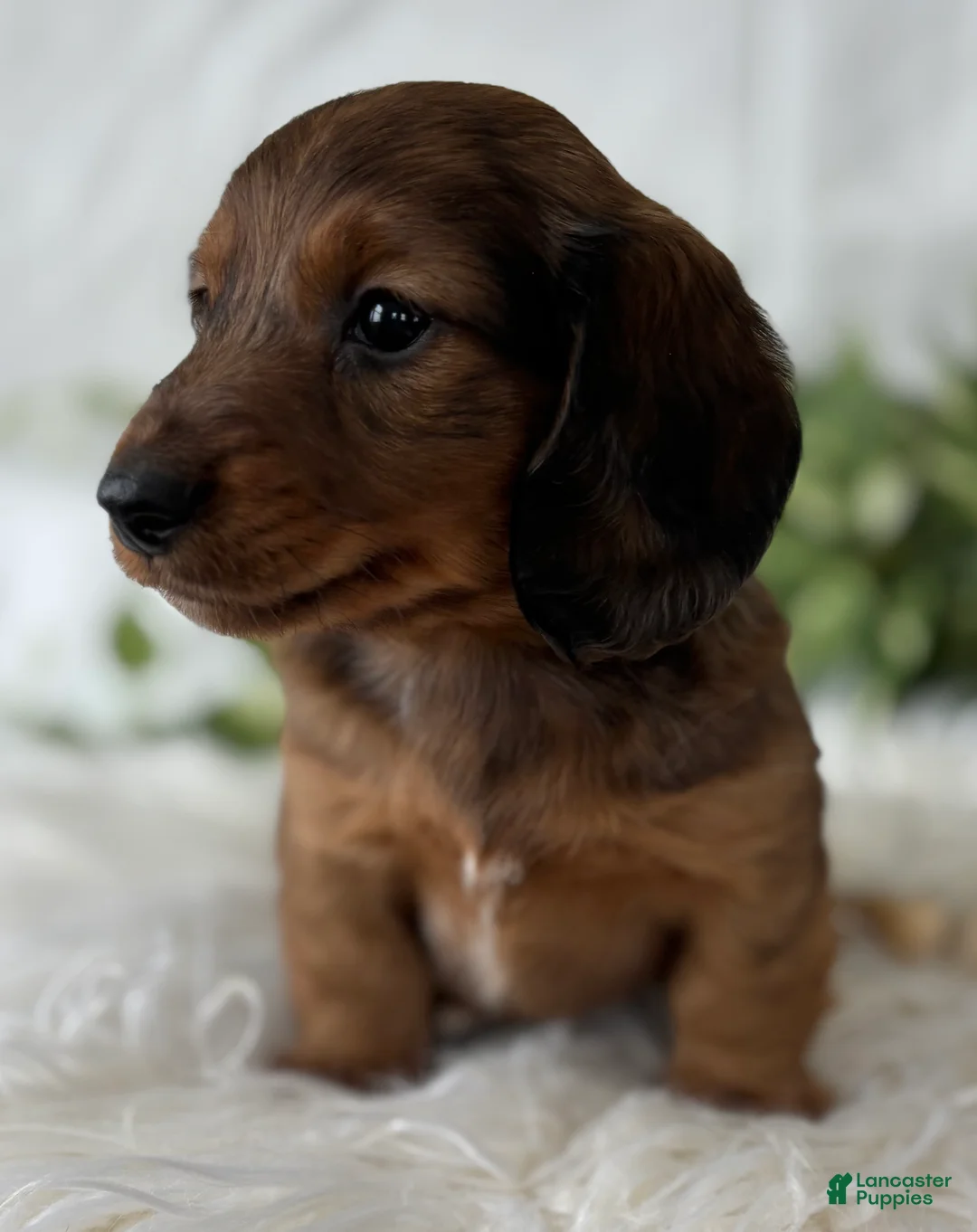 Miniature Dachshund dogs for sale: Sonny Boy Miniature Dachshund  - Ad 6