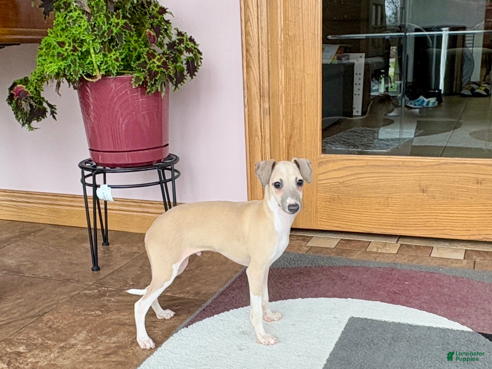 Italian Greyhound dogs Norm - Ad 1