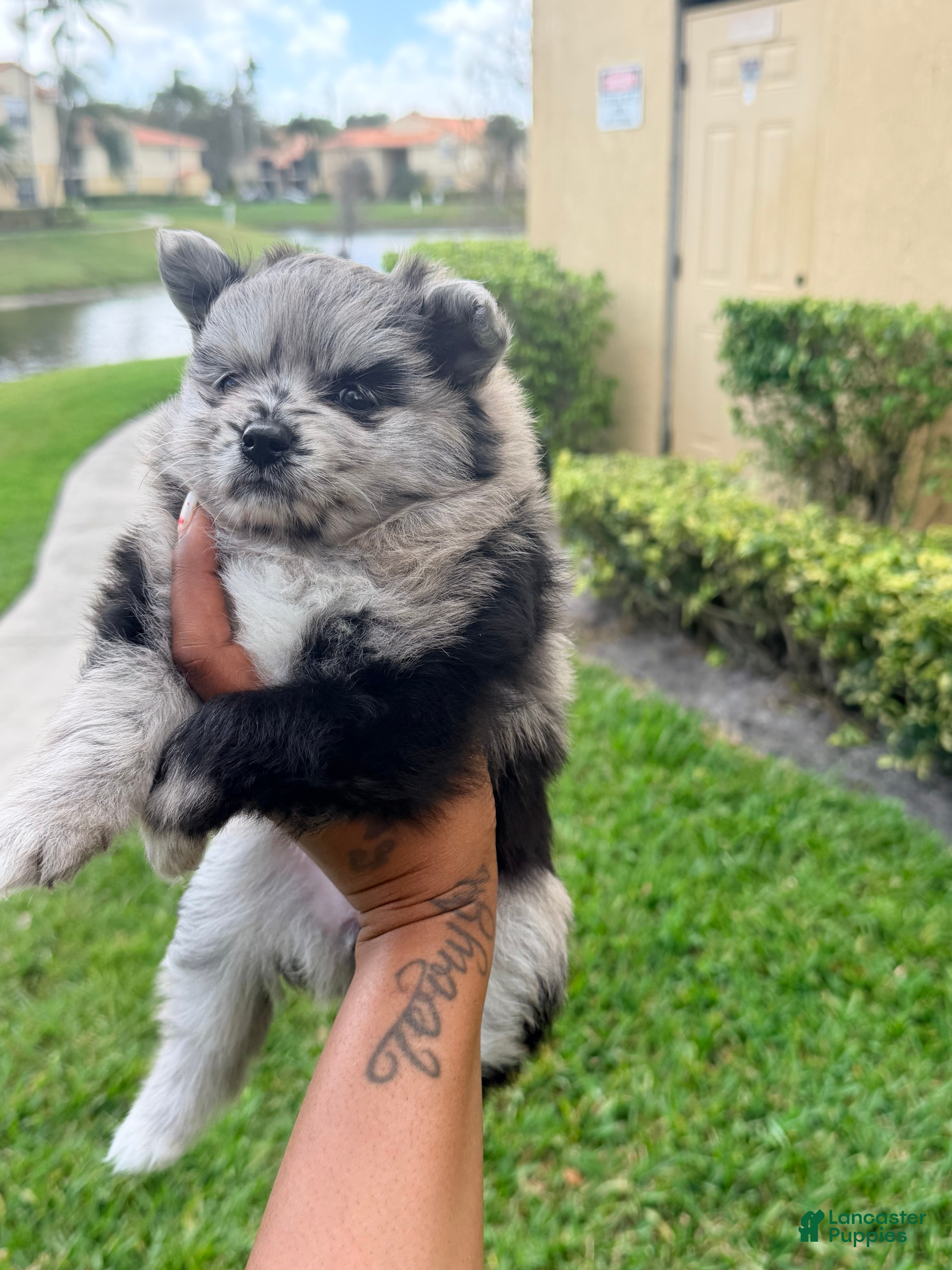 Pomsky dogs Chanel - Ad 2