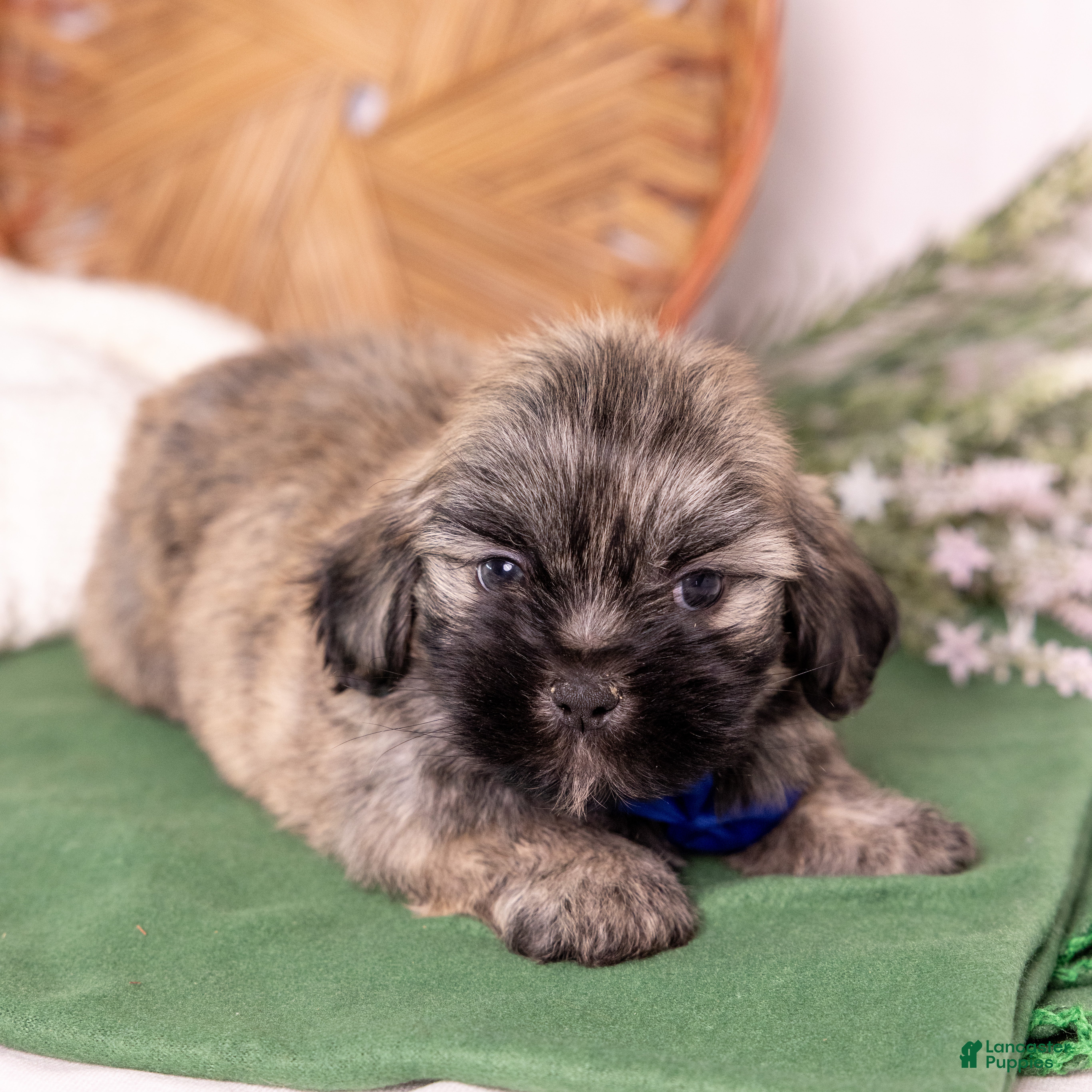 Teddy Bear dogs Liberty - Ad 2