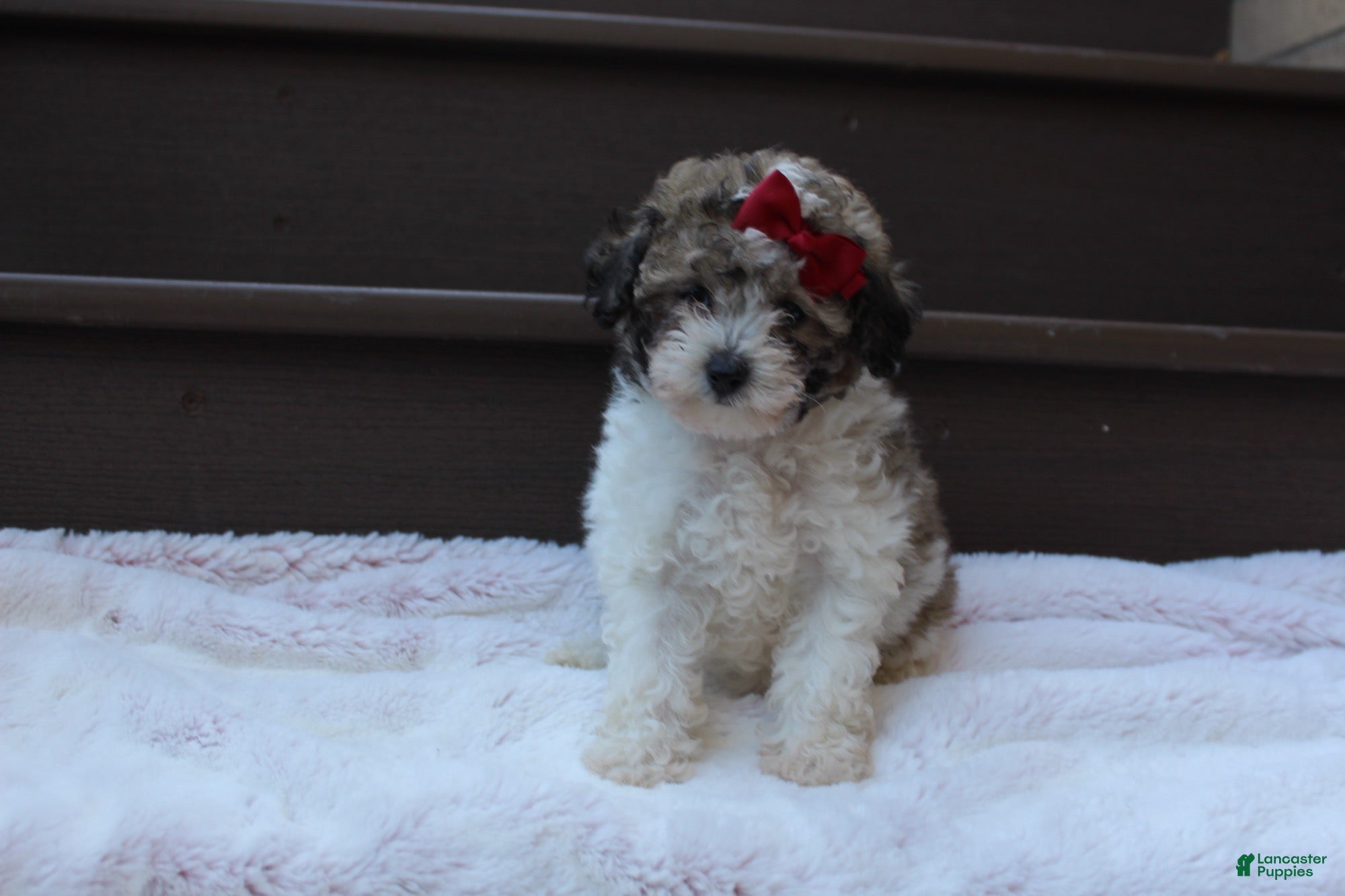 Miniature Poodle dogs Daisy - Ad 2