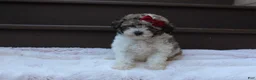 Miniature Poodle dogs for sale: Daisy - Ad 2