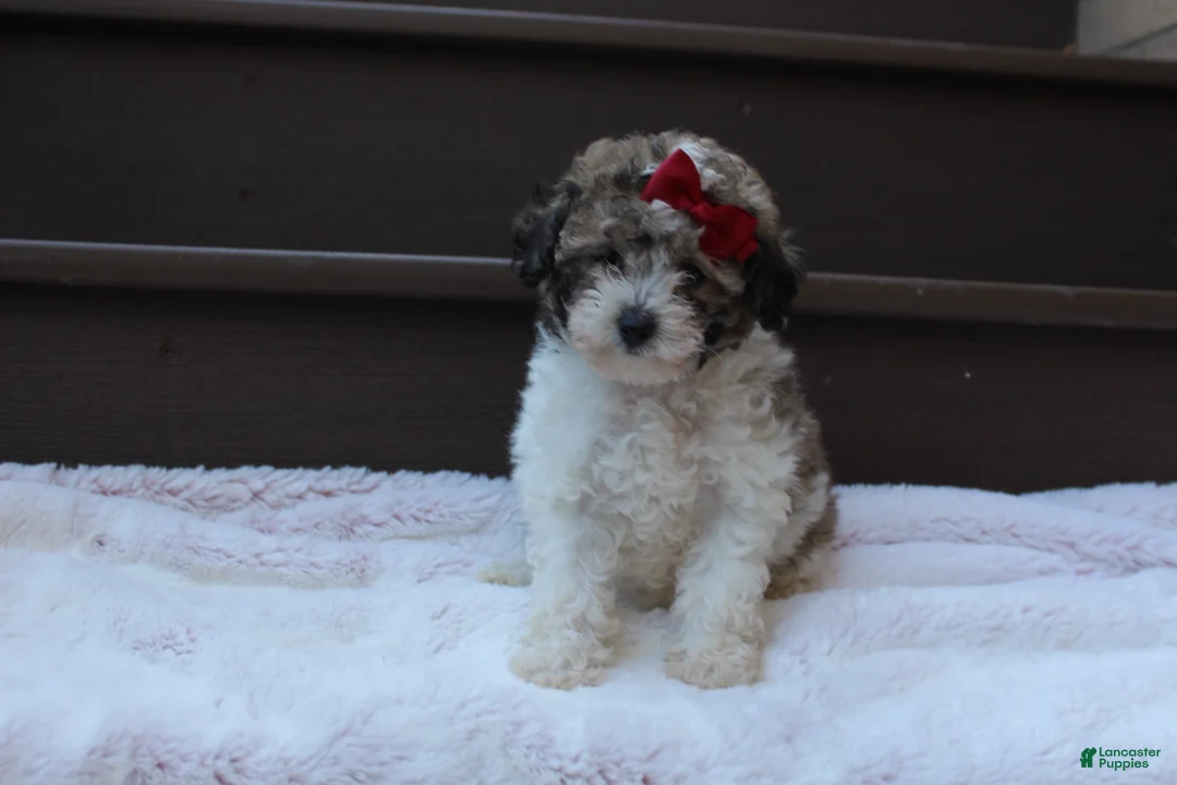 Miniature Poodle dogs for sale: Daisy - Ad 2