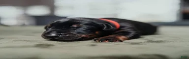 Black Velvet Abyss Charon (European)