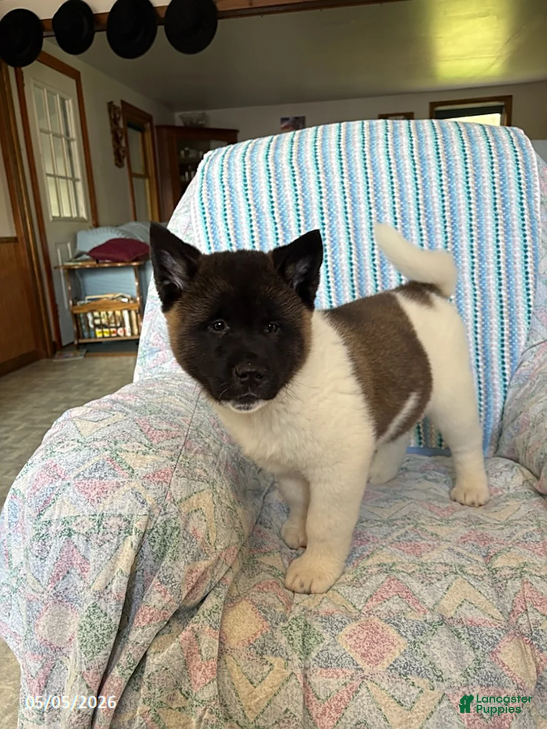 Akita dogs for sale: George - Ad 2