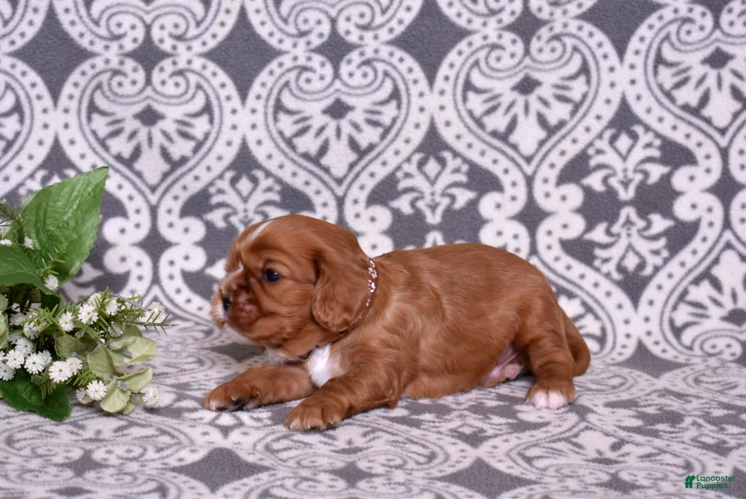 Cavalier King Charles Spaniel dogs for sale: Moses - Ad 5