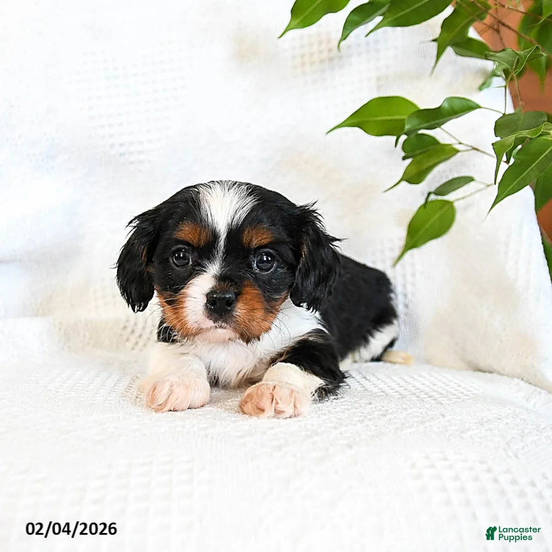 Mixed Breed dogs for sale: Macchiato - Ad 2