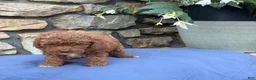 Miniature Poodle dogs for sale: Mabel - Ad 8