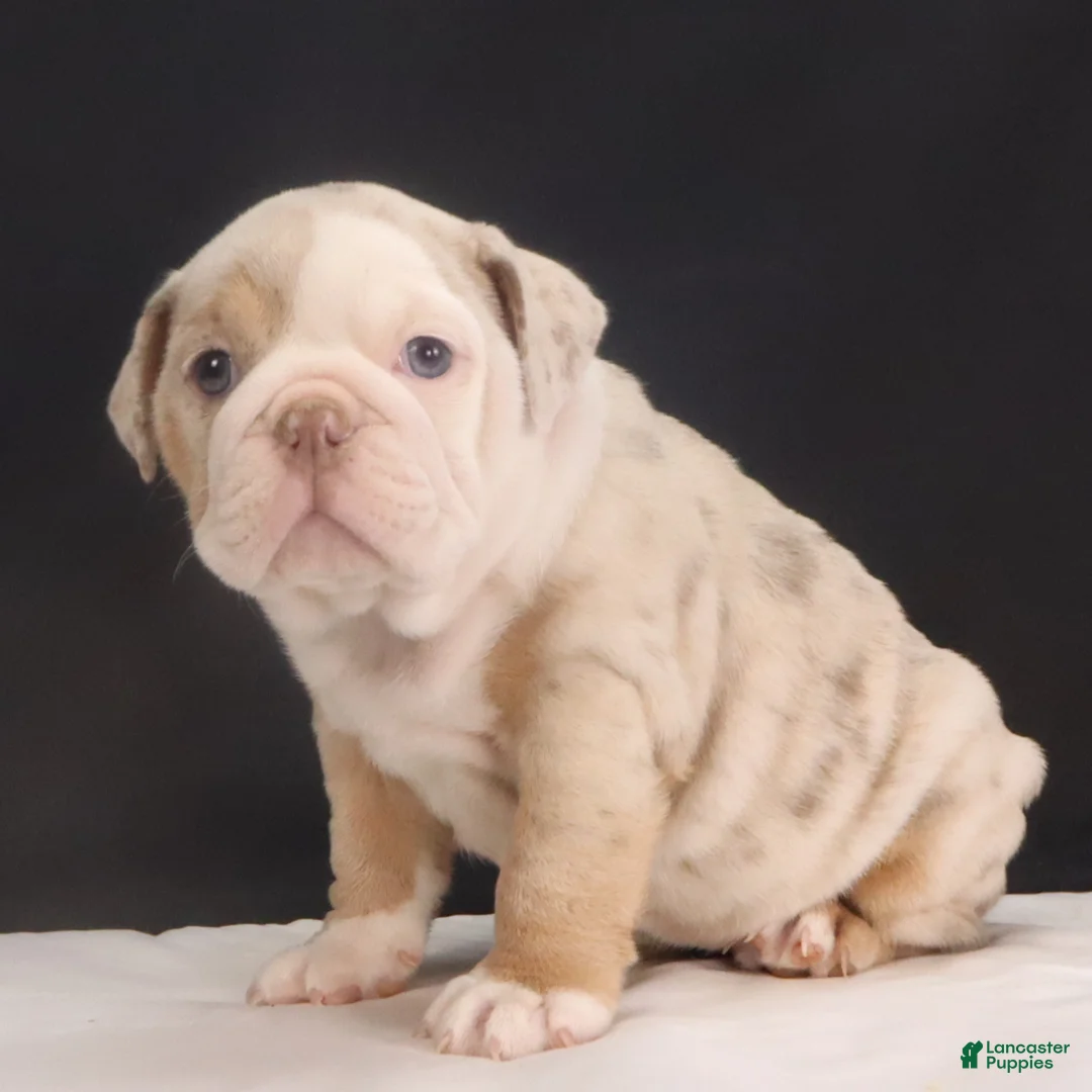 English Bulldog dogs for sale: Tammy - Ad 7