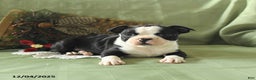 Boston Terrier dogs for sale: Oscar - Ad 6