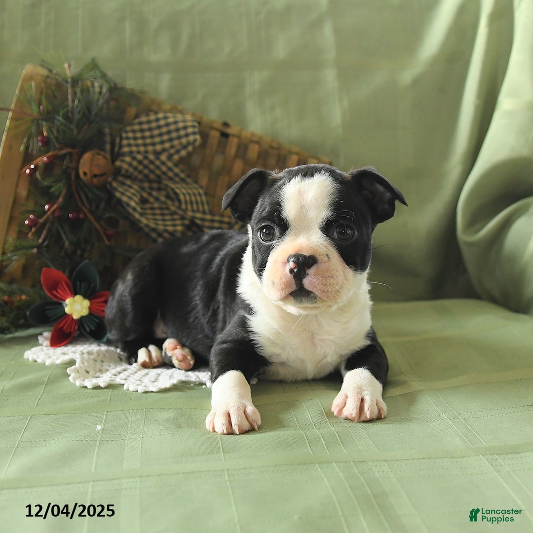 Boston Terrier dogs for sale: Oscar - Ad 6