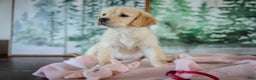 Golden Retriever dogs for sale: Pink - Ad 5