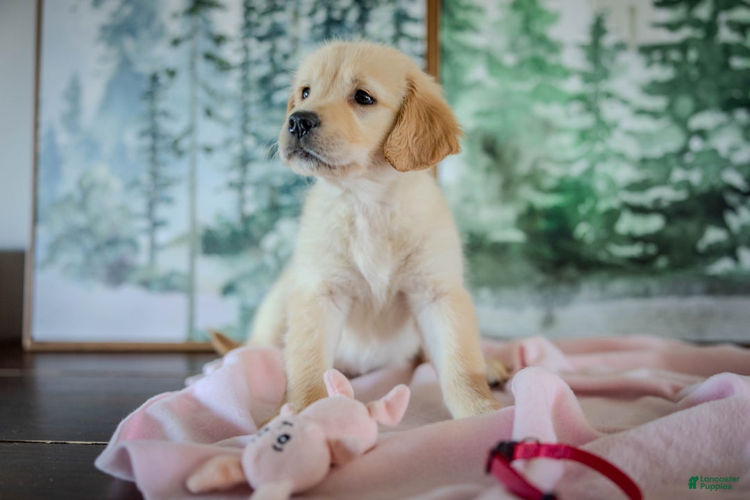 Golden Retriever dogs for sale: Pink - Ad 5