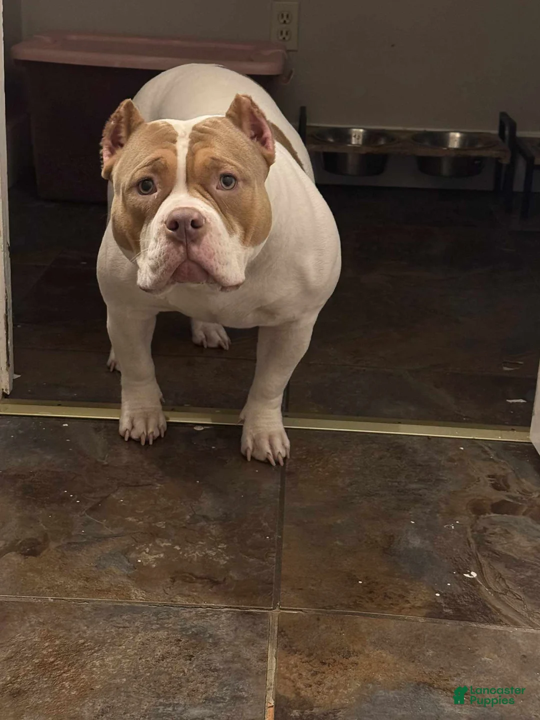 American Bully dogs for sale: American Bully Puppy 3 - Ad 8