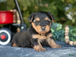 Yorkshire Terrier dogs Tori - Ad 8