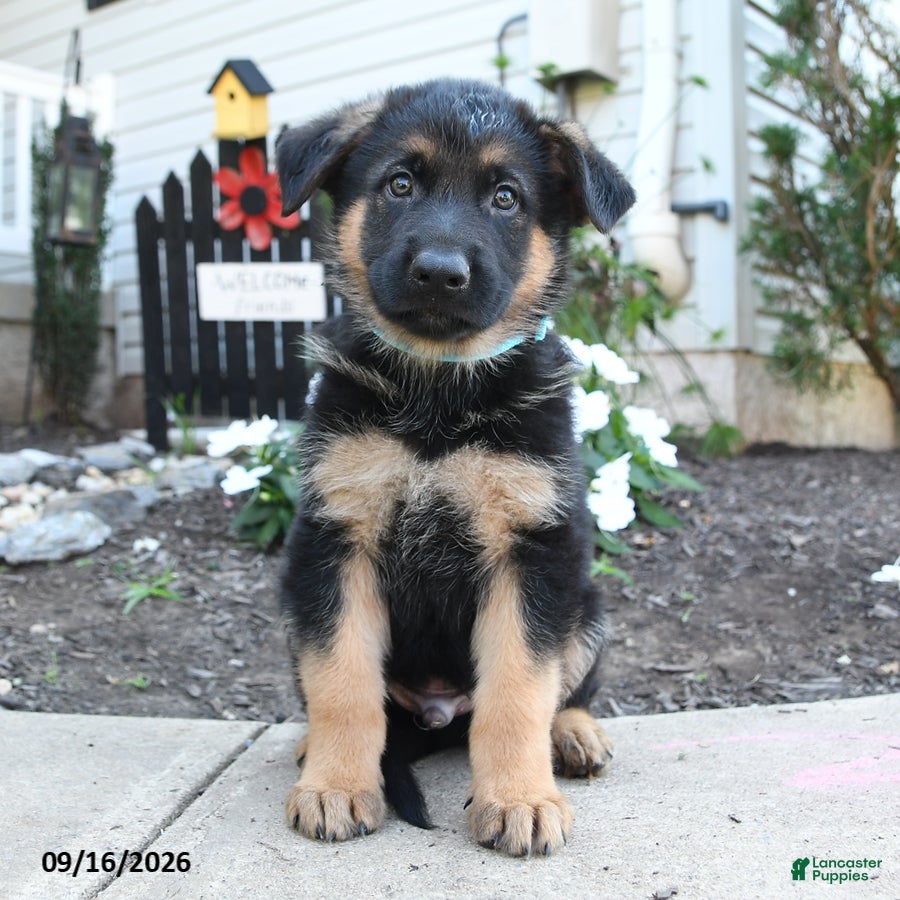 German Shepherd dogs for sale: River - Ad 2
