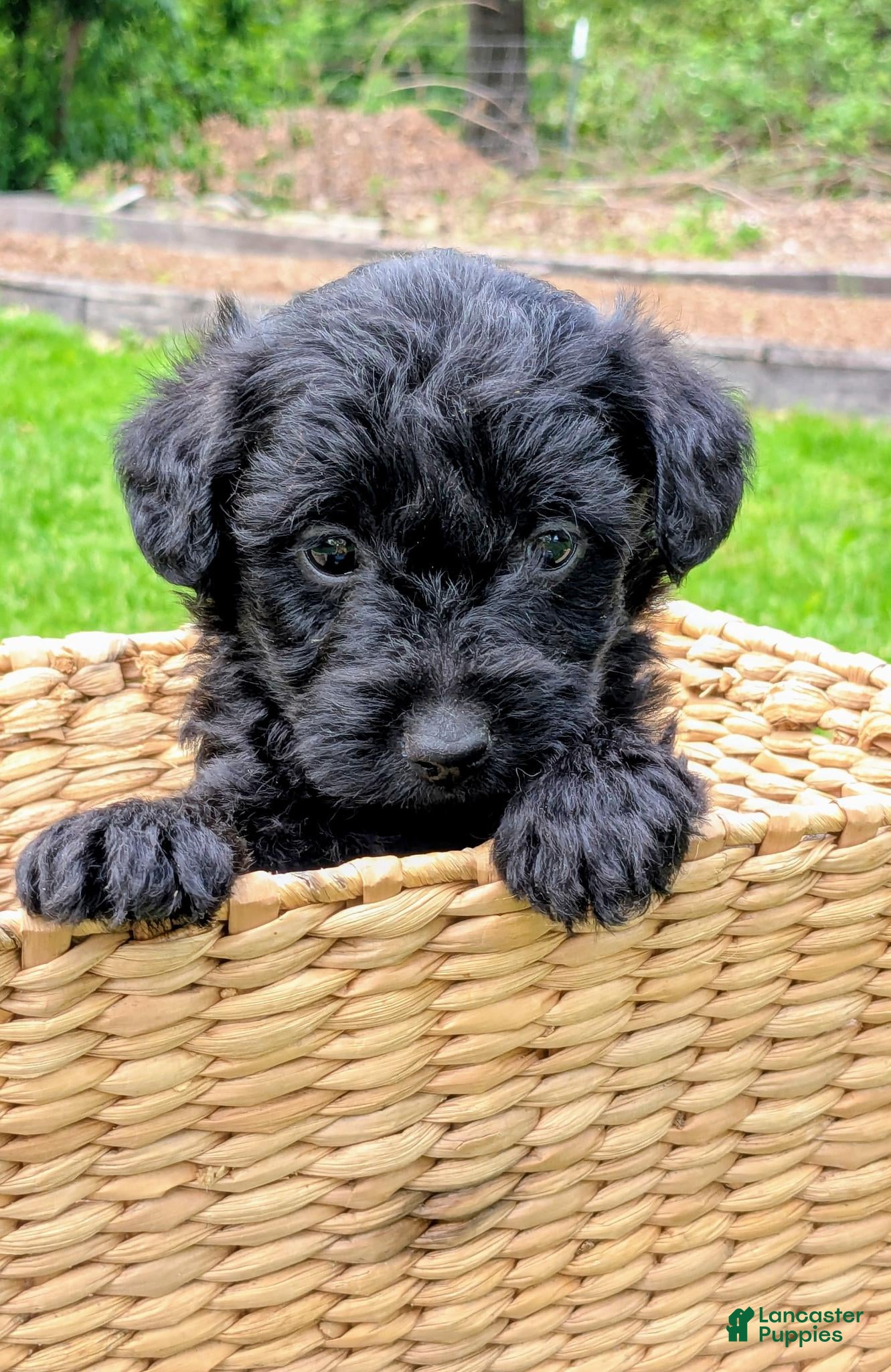 Mixed Breed dogs Charlie - Ad 2
