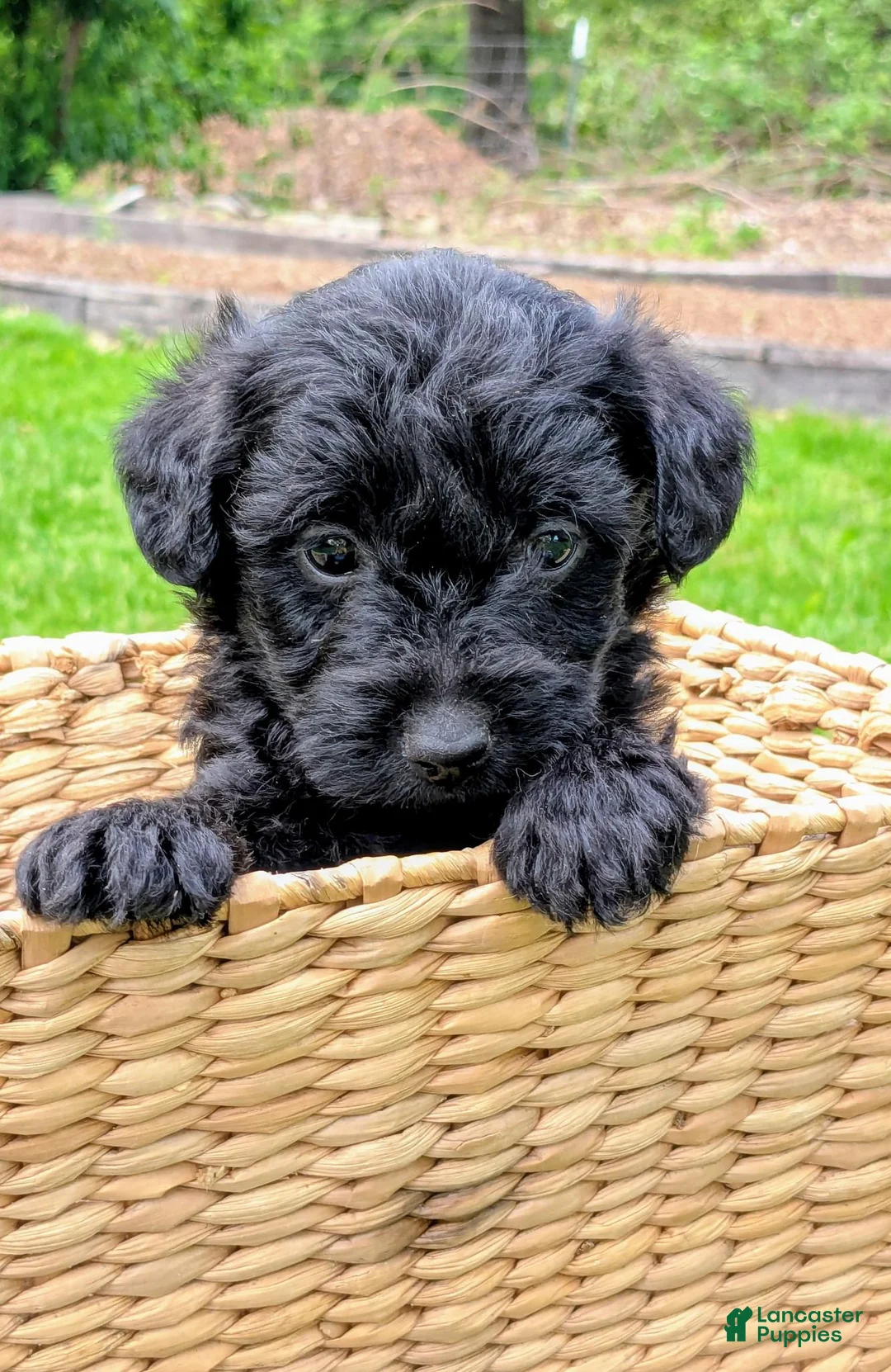 Mixed Breed dogs for sale: Charlie - Ad 2