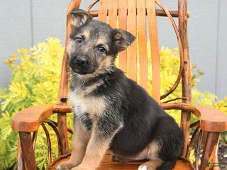 German Shepherd dogs Wendy - Ad 39