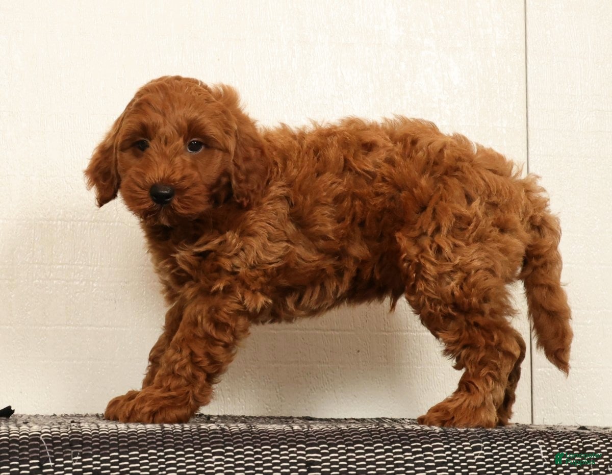 Mini Goldendoodle dogs Seager - Ad 2