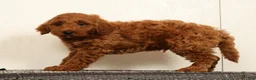 Mini Goldendoodle dogs for sale: Seager - Ad 2