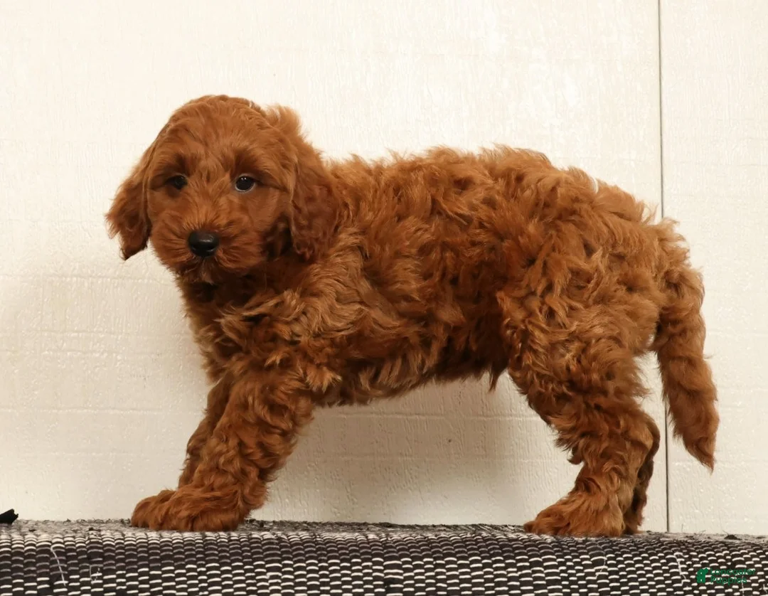 Mini Goldendoodle dogs for sale: Seager - Ad 2