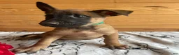 Belgian Malinois dogs for sale: Kona - Ad 3