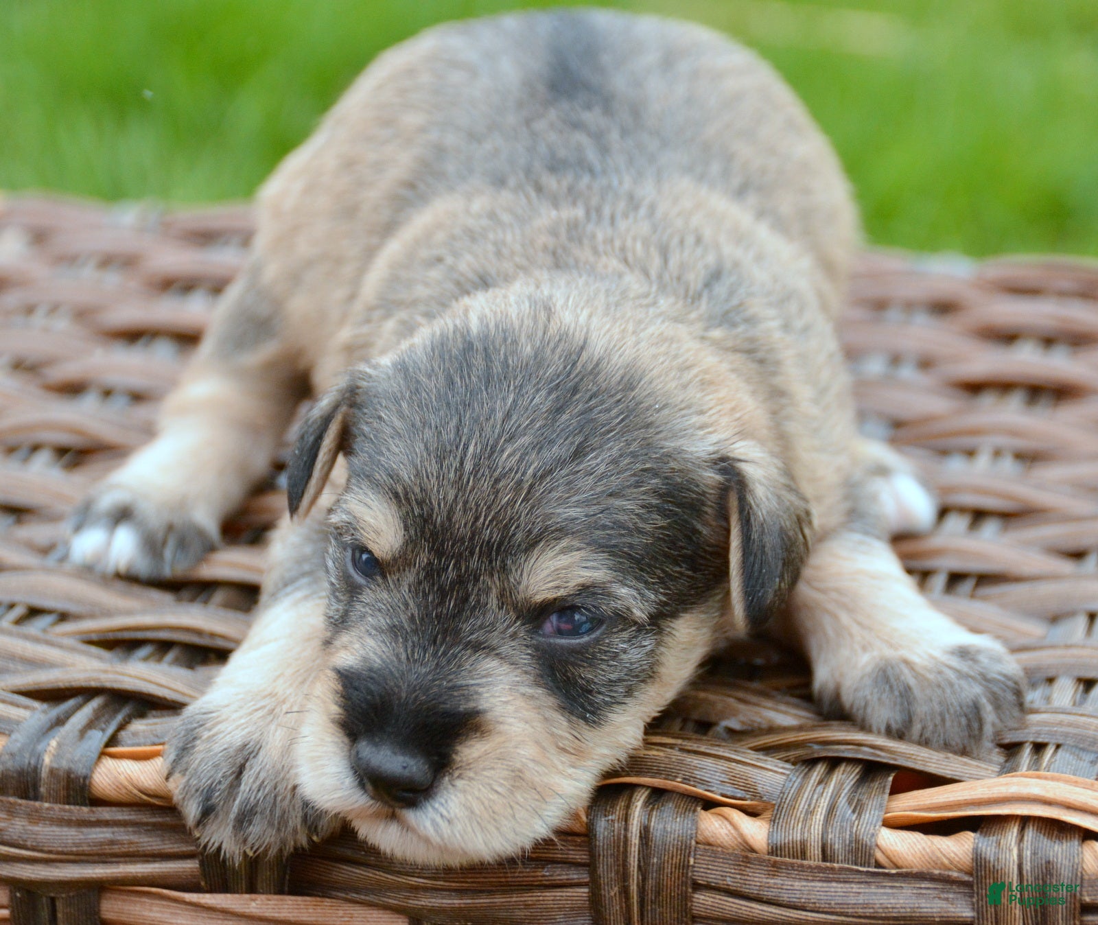 Miniature Schnauzer dogs Miniature Schnauzer Marty - Ad 42