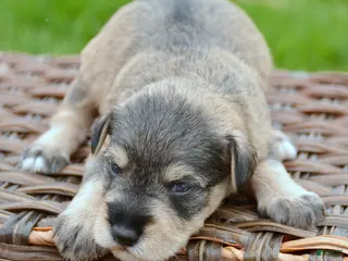 Miniature Schnauzer dogs Miniature Schnauzer Marty - Ad 26