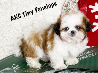 Shih Tzu dogs Penelope - Ad 4