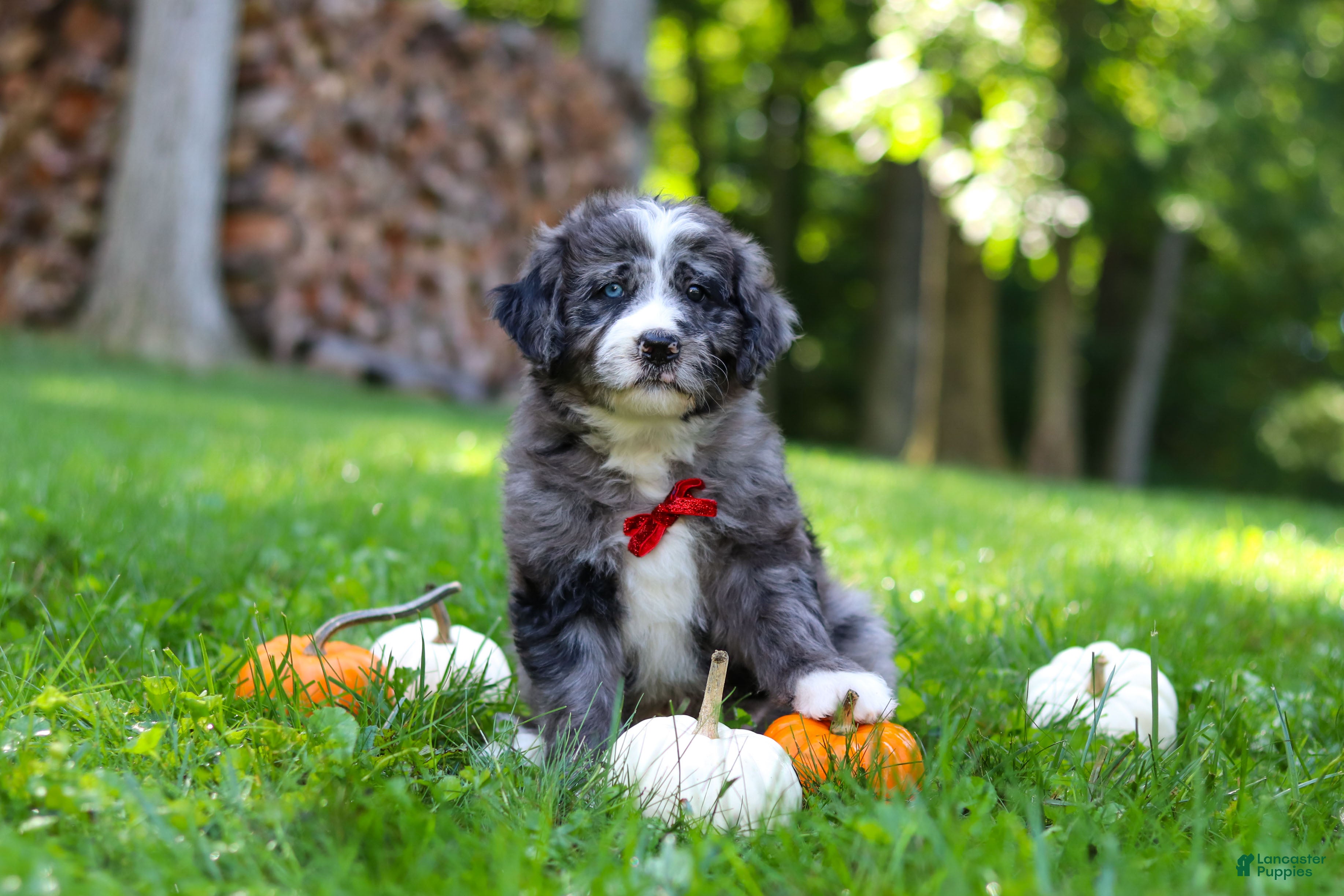 Bernedoodle dogs Chester - Ad 2