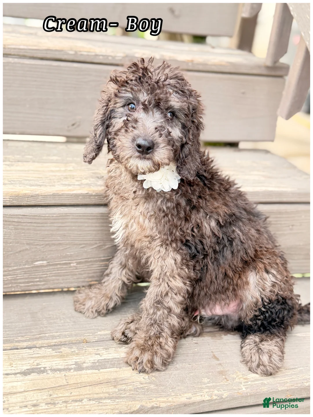 Mini Sheepadoodle dogs for sale: Cream  - Ad 3