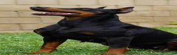 Doberman Pinscher dogs for sale: Yellow Collar  - Ad 3