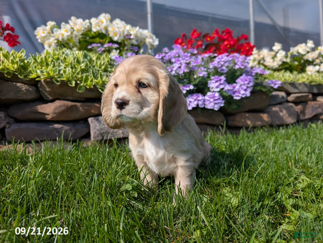 Cocker Spaniel dogs for sale: Amanda - Ad 2