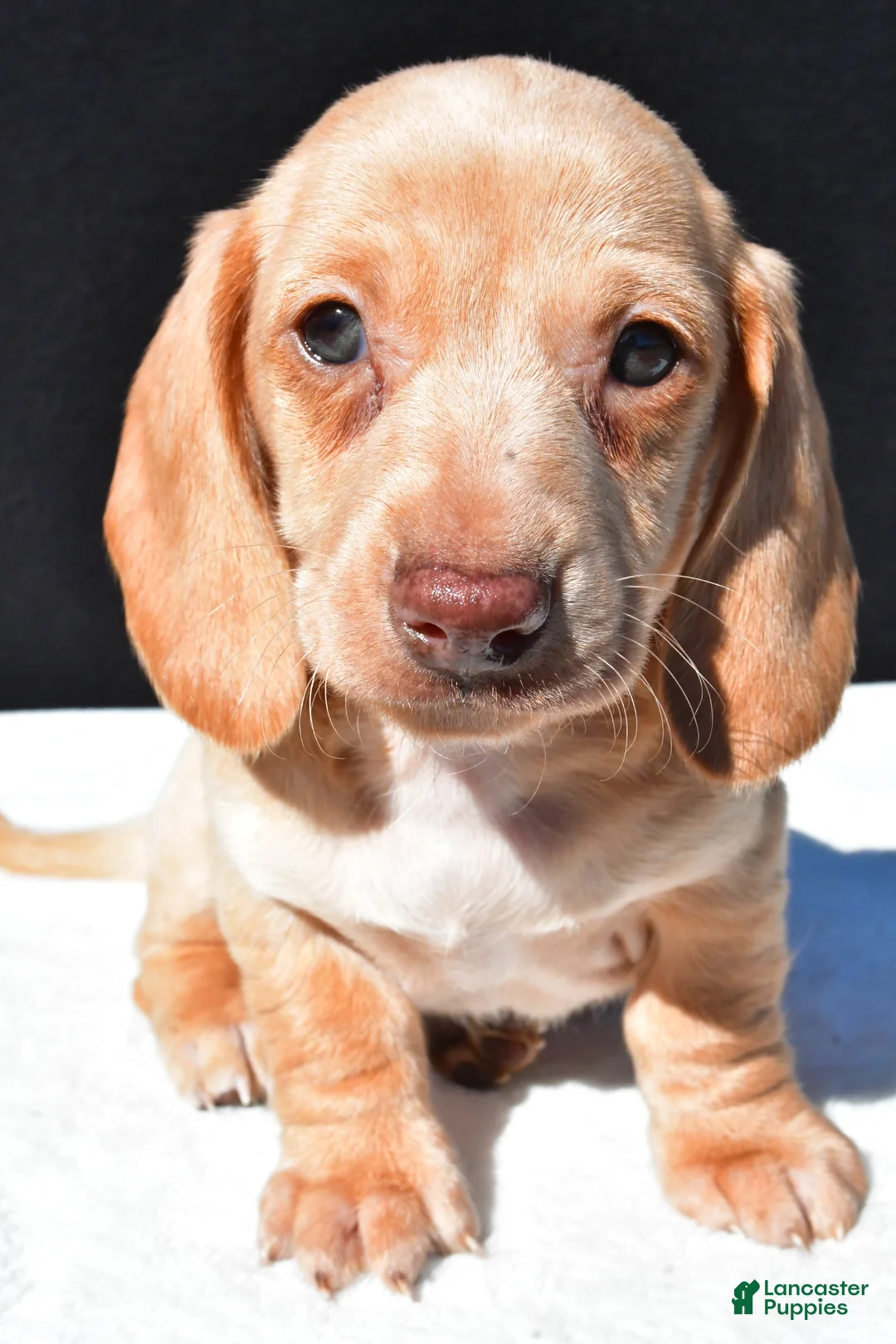 Dachshund dogs for sale: Sammy - Ad 1