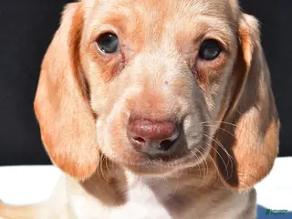 Dachshund dogs for sale: Sammy - Ad 3