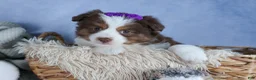 Miniature Australian Shepherd dogs for sale: EDIE - Ad 4