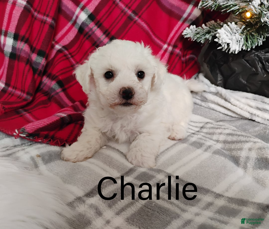 Teddy Bear dogs for sale: Charlie  - Ad 1