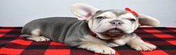 French Bulldog dogs for sale: Captain  - Ad 2